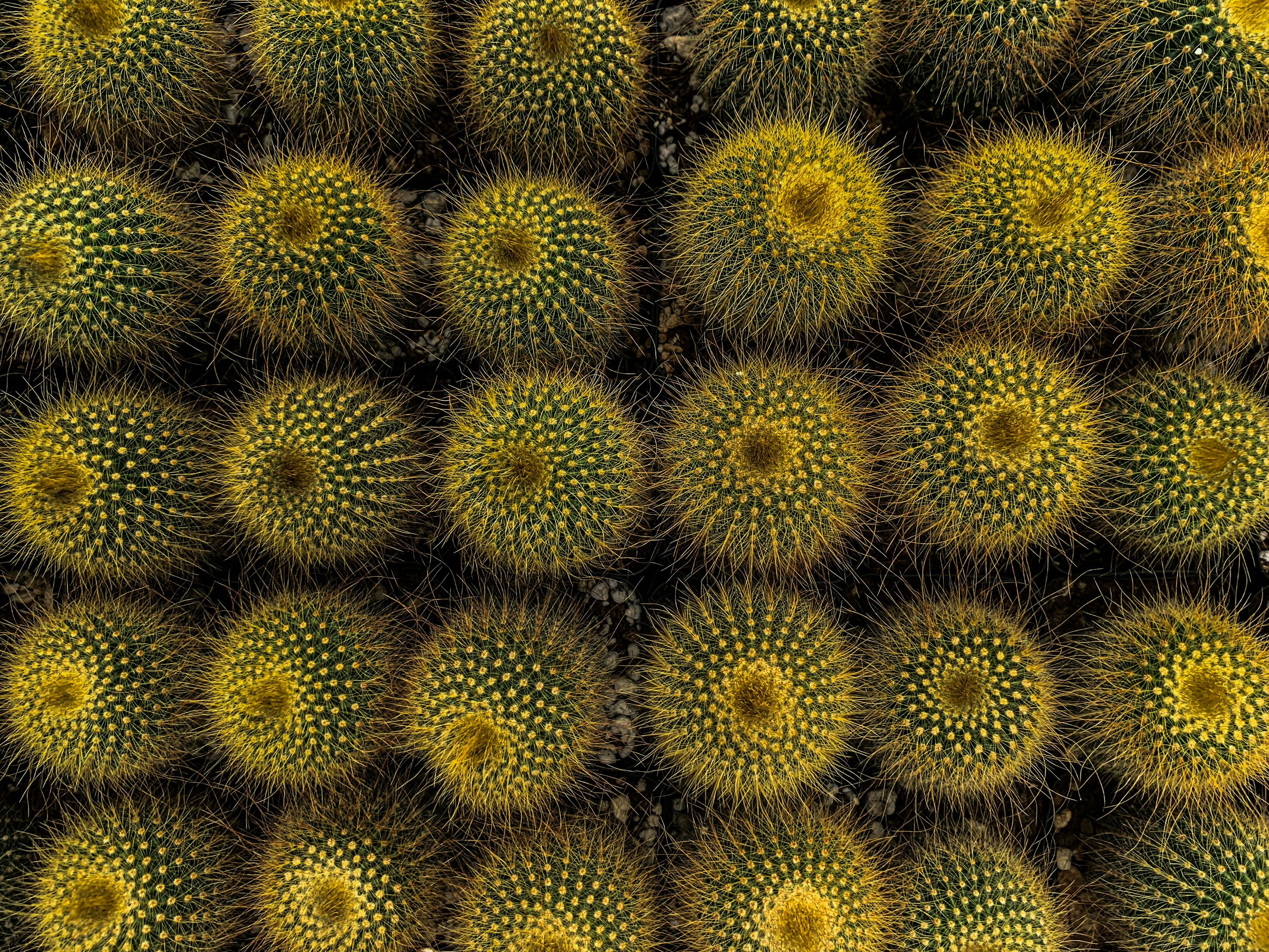 green cactus in close up photography